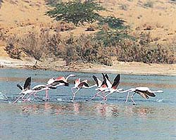 Baropal is the only place where one can see flamingoes at a distance of 30 metres.