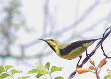 A sunbird at Harike