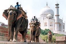 Elephants walk in the shadow of the famous Taj Mahal 