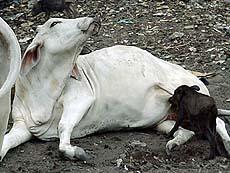 A pig drinks milk from a cow