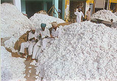 Farmers sit on a pile of cotton at the Bathinda market. 