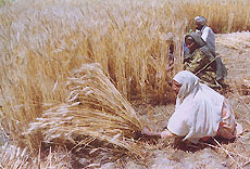 Women family members work alongside farmers