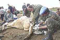 A veterinarian from the UN Indian contingent 