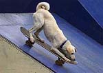 Eight month-old mutt Hsiao Pai, or "Whitey" shows off her skateboarding moves