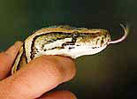 A man holds a python snake in his hand at an Athens pet shop on Wednesday. 