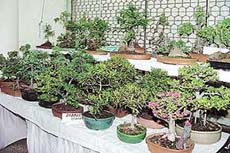 Nature in miniature