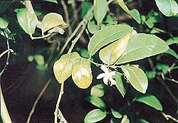 Burnt white patches on the leaves of the lemon tree