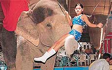 More women are being employed to attract crowds to circuses, ever since the apex court banned the use of certain animal and bird shows.