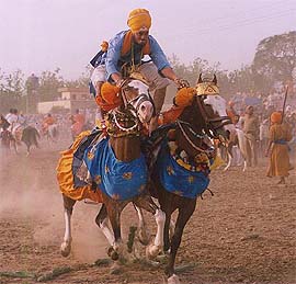 A young nihang astride two horses
