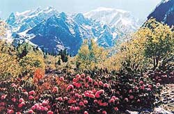 The Valley of Flowers