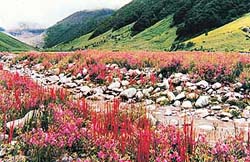 The Valley of Flowers, which remains covered in snow from October to March, becomes accessible from late April onwards