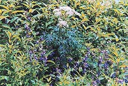 The polygamous weed has been destroying the flora in the valley