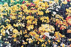 The yellow-coloured pedicularis, grandiflora and ligularia lend a celestial touch to the valley in July and August