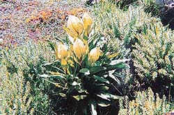 Brahmkamal, a rare plant, is found in the valley
