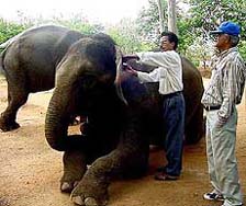 A veterinary doctor injects vaccine