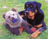 Cindy, one of five sibling brown bear cubs, plays with her protector and friend eight month old Rotweiller