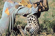 Jamu, the tale of an orphaned leopard