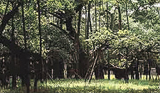 The National Botanical Garden in Kolkata has several distinct species of plants and trees.
