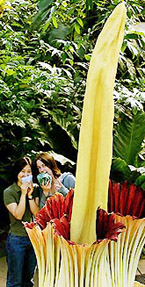 The pungent-smelling Amorphophallus titanum, also known as the Titan arum, the worlds largest flower goes on show at Kew Gardens in West London on Thursday.