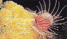 The Lionfish