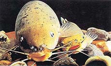 Electric Catfish