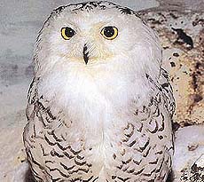 The Snowy Owl, Jurong Birdpark