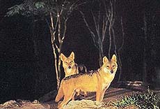 Indian Wolf