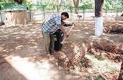 Sanjay Kumar, a rag-picker, engaged by GH-16 to collect raw hospital waste from the campus, is seen emptying the same into a composting pit