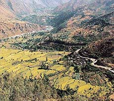 Cultivation in the lower Himalayas has resulted in large-scale deforestation