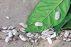 `Mango mealy bugs are not specific to mango trees
