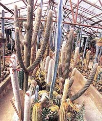 Colourful cactii at a Kalimpong nursery