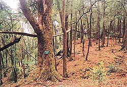 The canopy walk at Loleygaon near Kalimpong