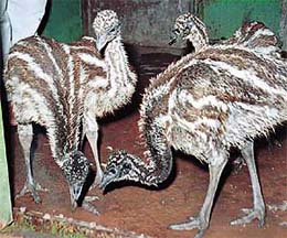 Two pairs of Emu chicks