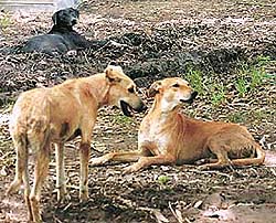 Rabies can be contracted even if a dog licks or scratches a person --- Photo by Karam Singh