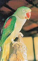 Hiraman parrot (Photo by writer)