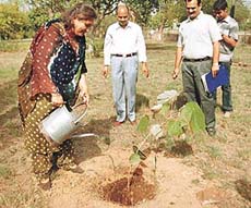 Ms Raka Rashid, Regional Director, Commonwealth Youth Programme, Asia centre, waters a sapling in Chandigarh on Wednesday. 