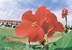 The canna is fast being forgotton, even by landscape artists