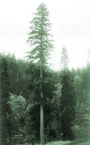 Spruce