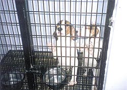 In the doghouse