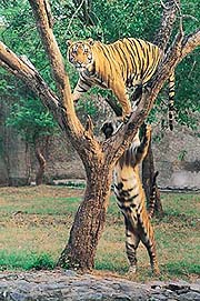 Chhatbir is famous for the tigers it houses