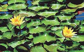 PARTNERS IN BLOOM