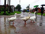 Ducks  take a "cool walk"