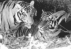 The Tiger in India. A Natural History.
