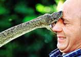 Snake handler Peter Morningstar is bitten by a 7-kg, 3-metre-long carpet snake