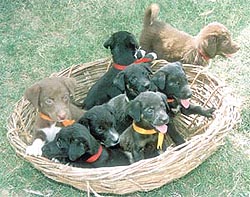 Bundles of joy