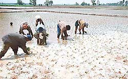 Labourers transplant paddy in Bakarpur village