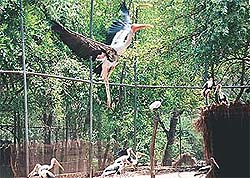 Flying high on wings of joy