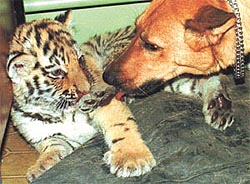 The milk of canine kindness