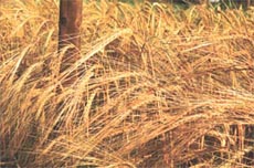 Ahirwals romance with barley is over the hill