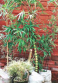 Bamboo has a lot of varieties --- Photo by Manoj
